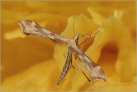 <p>PERNATUŠKA VRATIČOVÁ (Gillmeria ochrodactyla) (Jiříkov)</p>